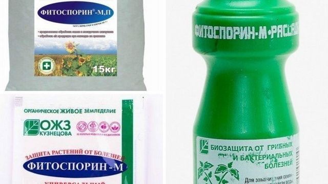 «Фитоспорин М»: инструкция по применению, отзывы о препарате, советы по обработке растений