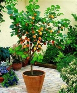 Искусственное апельсиновое дерево