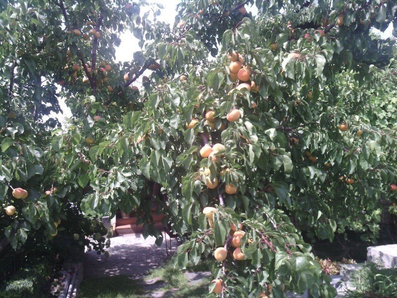 Молодое абрикосовое дерево