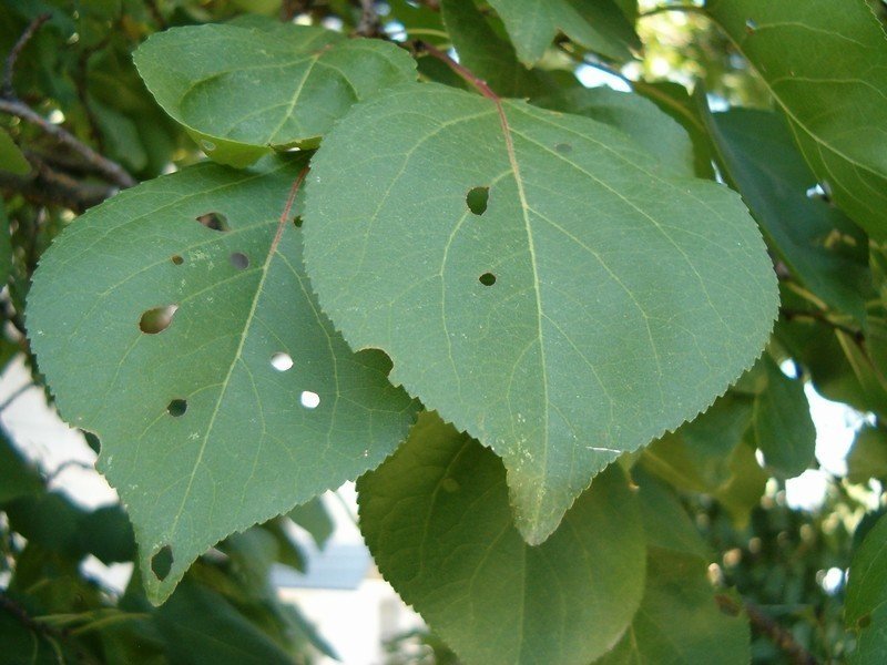 Populus nigra лист