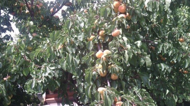 Абрикос: выращивание и уход. Как вырастить абрикос на юге