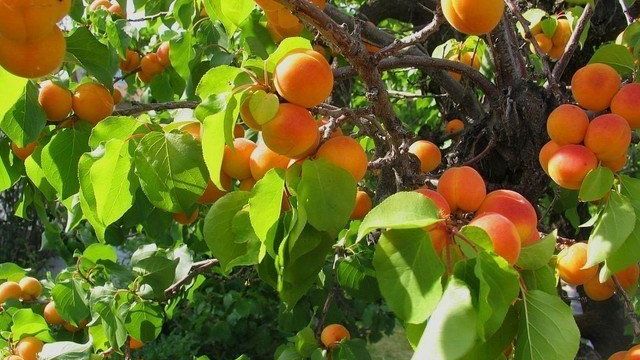 Как ухаживать за абрикосом после сбора урожая