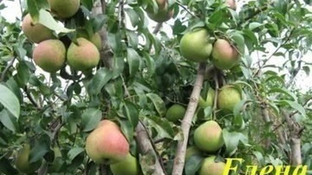 Сорта груш для Нижегородской области