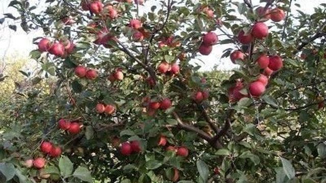 Сорт яблони горноалтайское — хорошо перенесет самую холодную зиму