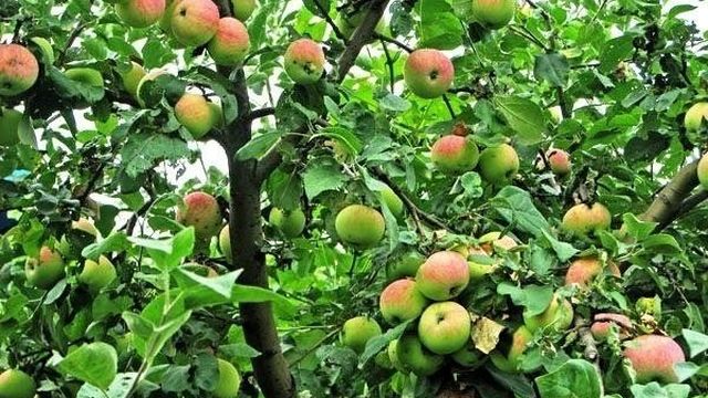 Яблоня мельба, посадка и уход Как посадить яблоню мельба Как посадить яблоню мельба