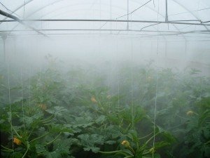 Система туманообразования для средней теплицы