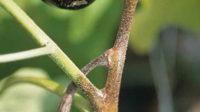 Баклажаны: выращивание и уход в открытом грунте, возможные вредители и болезни
