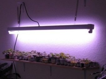 Лампа для выращивания растений в домашних условиях