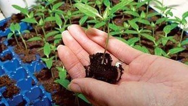 Технология посадки баклажанов на рассаду