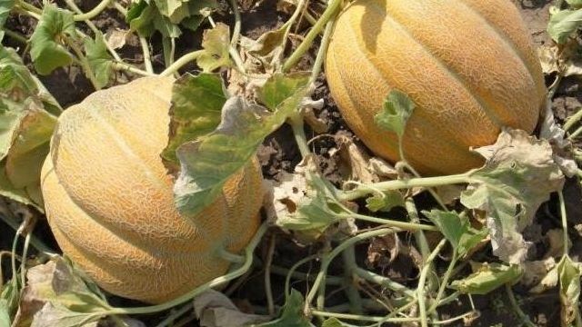 Сорт дыни «эфиопка»: описание, особенности выращивания, урожайность и отзывы