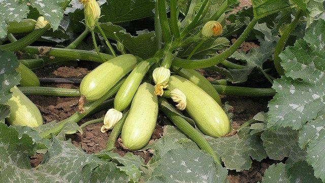 Как выращивать кабачок Искандер