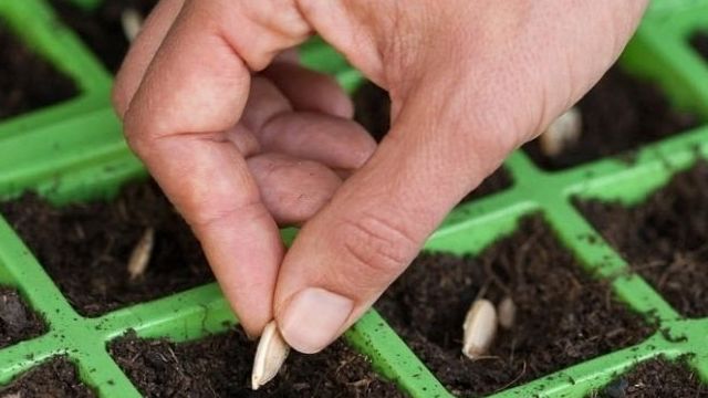Рассада кабачков (34 фото): как правильно посадить семена, выращивание в домашних условиях
