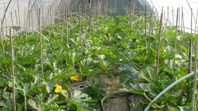 Выращивание кабачков в теплице: преимущества и технология посадки