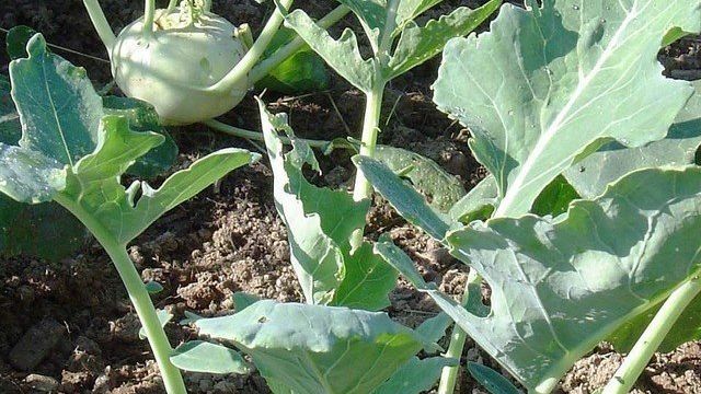 Капуста кольраби: выращивание из семян, как сажать, фото