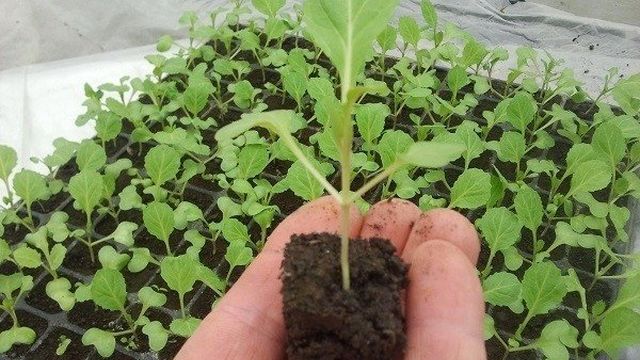 Повысить урожайность капусты: когда пикировать рассаду после всходов