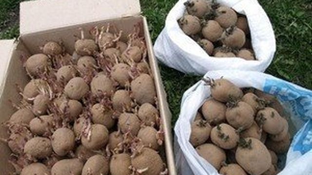 Картофель: подготовка семян к посадке