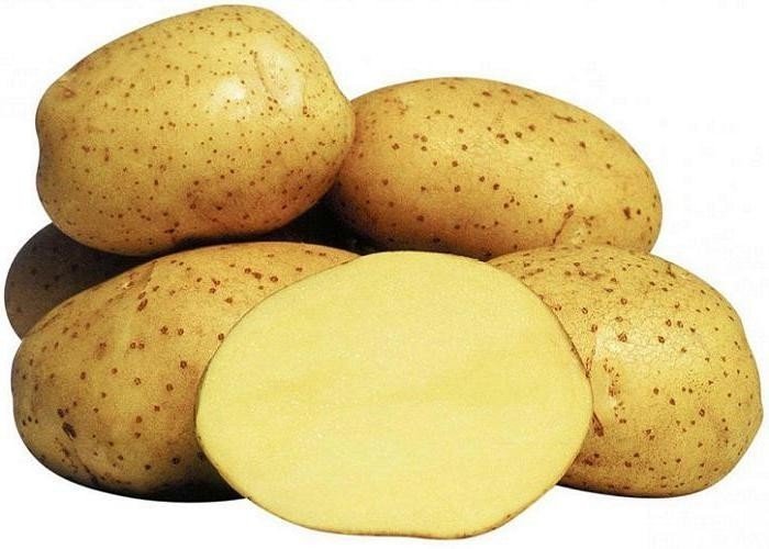 Семенной картофель винета