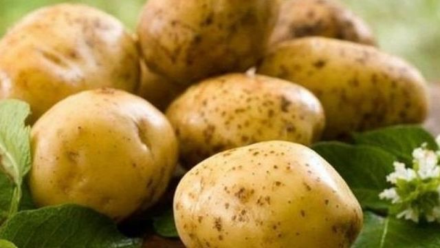 Описание сорта картофеля «Уладар»