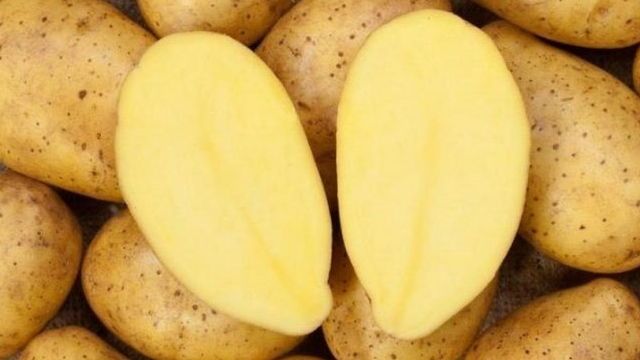 Неприхотливый к выращиванию и высоко урожайный сорт картофеля Эл Мундо