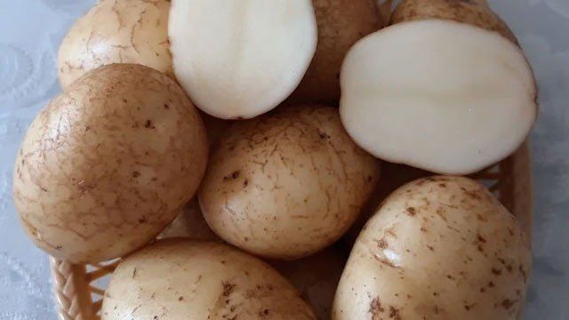 Сорт картофеля Удача: описание, фото, отзывы огородников