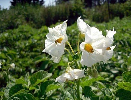 Сорт картофель цветы