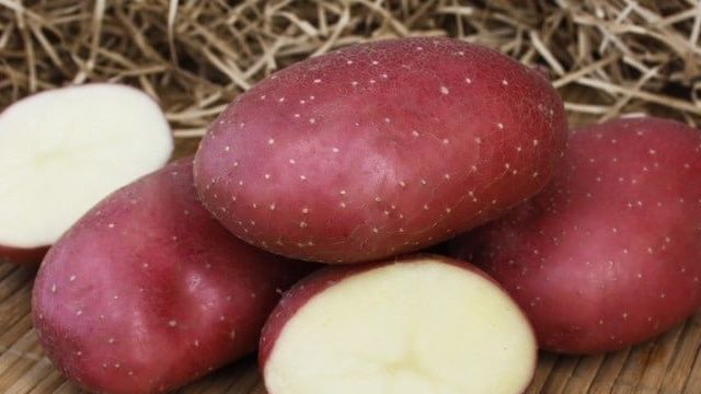 Выращивание картошки Маяк — что это за сорт, описание