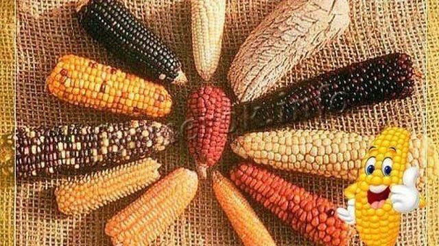 Разноцветная кукуруза: характеристика и описание сорта с фото