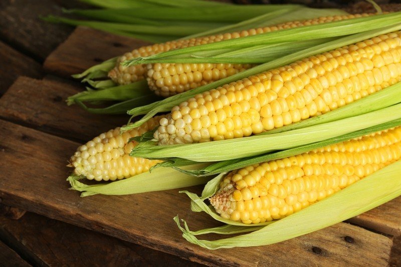 Кукуруза свежая в початках