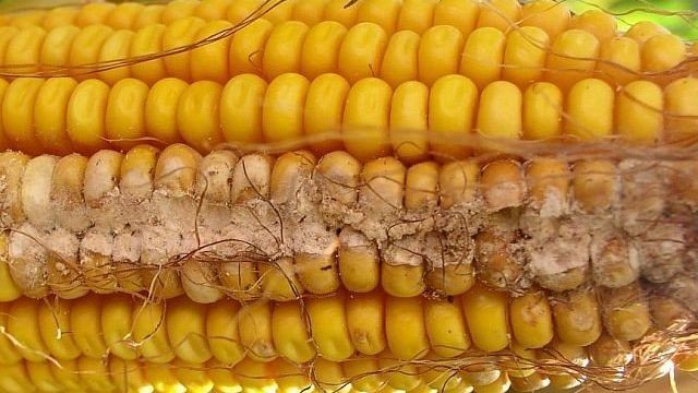Сроки посадки кукурузы в Подмосковье на рассаду и в грунт видео