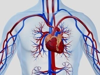 Сердечно-сосудистая система человека анатомия
