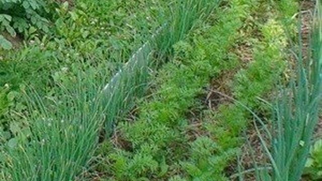 Как правильно выращивать лук на приусадебном участке
