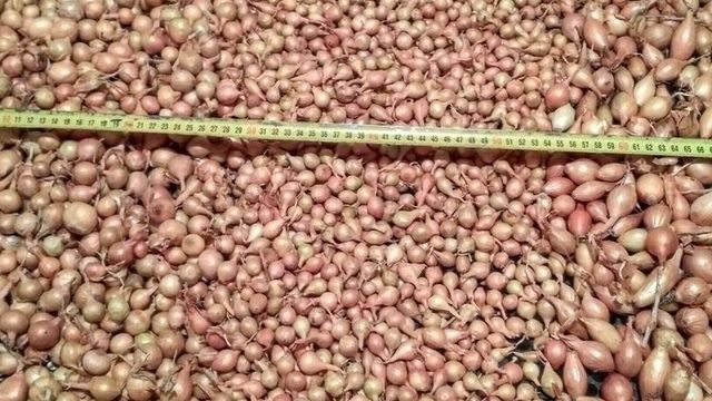 Посадка лука на зиму на Украине: агротехника, озимые сорта, когда можно посадить лук осенью