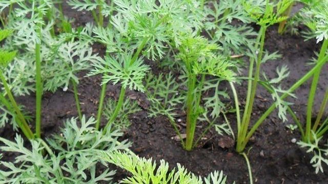 Какие сорта моркови можно посадить в июне и как добиться хорошей урожайности