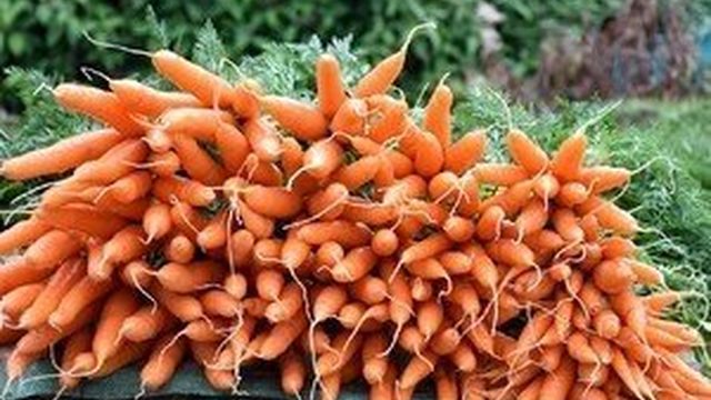 Какие витамины содержатся в моркови