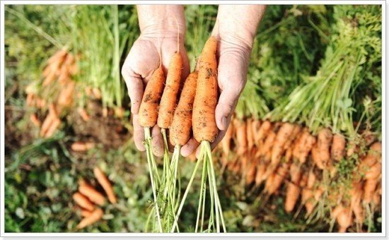 Морковь ранняя тсха