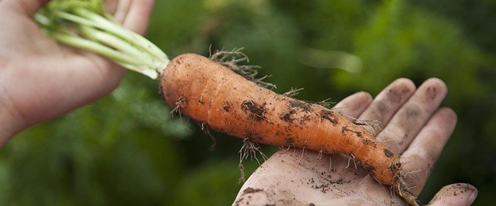 Ивово-морковная тля на моркови