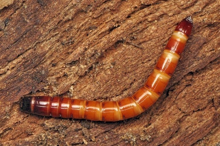 Личинка жука щелкуна