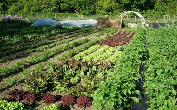 Пермакультура и органическое земледелие