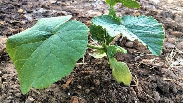 Урожайная тыква: успешное выращивание тыквы
