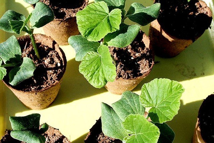Выращивание тыквы: советы проверенные временем