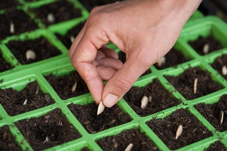 Выращивание тыквы: советы проверенные временем
