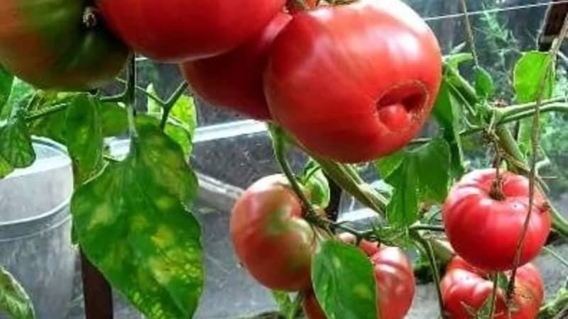 Колхозная королева томат помидор