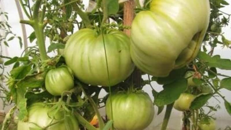 Крупные плоды с отличным вкусом - томат