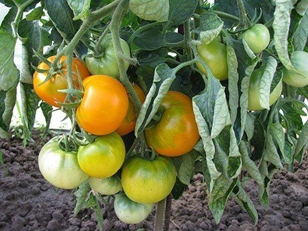 Выращивание томатов хурма
