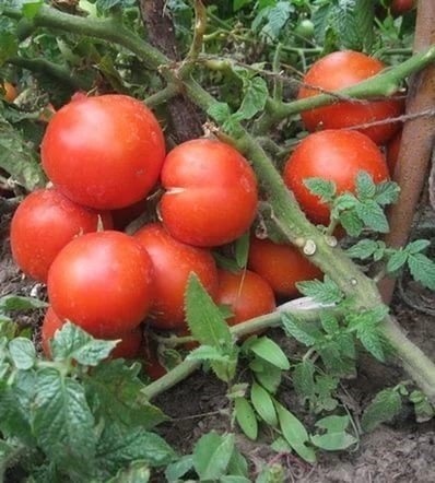 Сорт помидор мариша