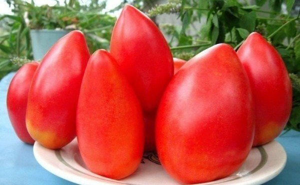 Лучшие сорта томатов для сибири для открытого грунта низкорослые