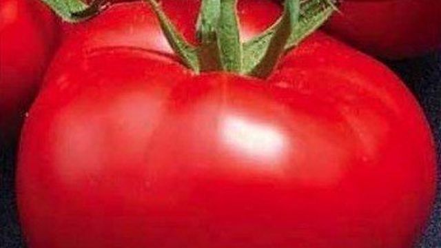 Томат "Союз 8" F1: описание и характеристики гибридных помидоров