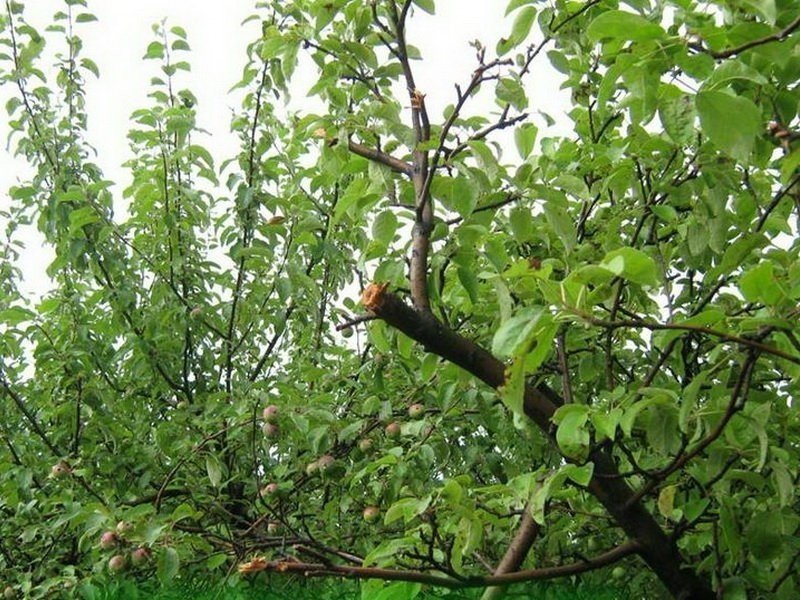 Дикая яблоня во дворе