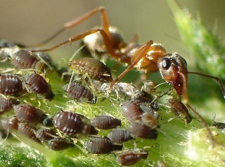 Мутуализм муравьи и тля