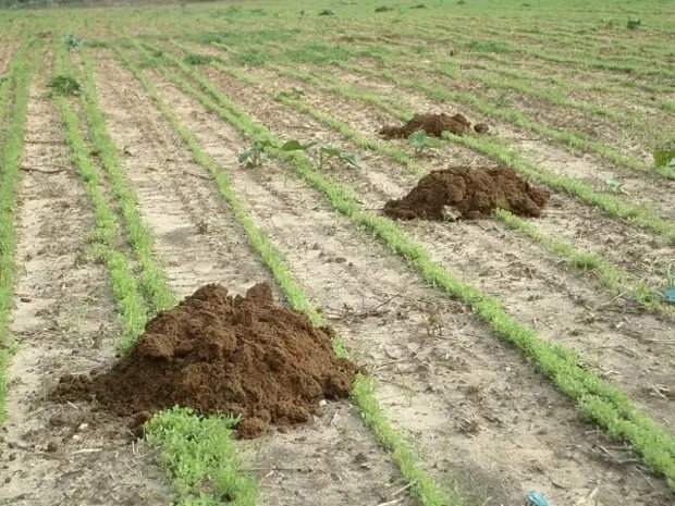 Рекультивация плодородного слоя почвы